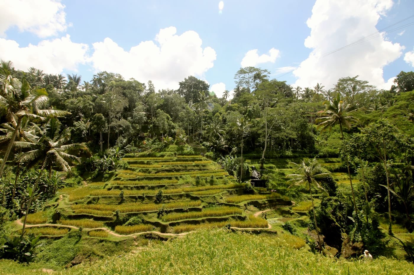 Ubud: arrozales, monos y cascadas